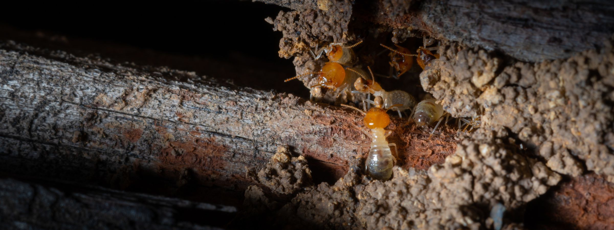 how to protect your home from termites