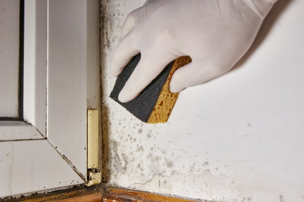 mold inspection