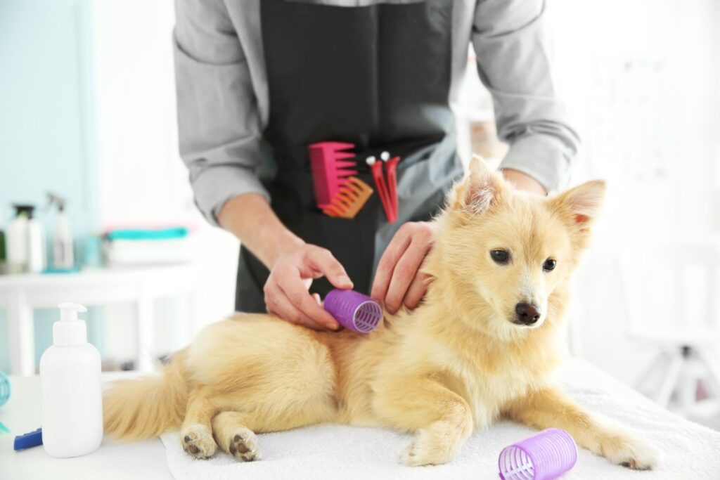pet grooming