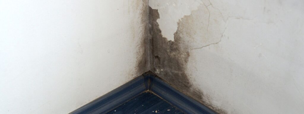 preventing mold growth in your home