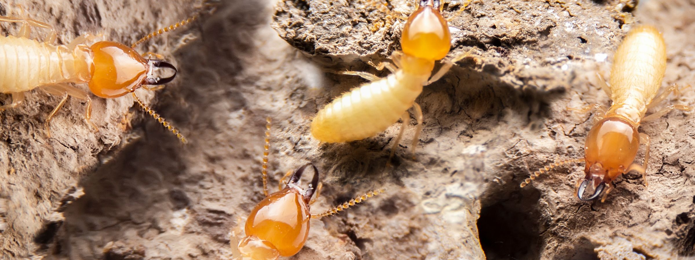 signs of termite infestation