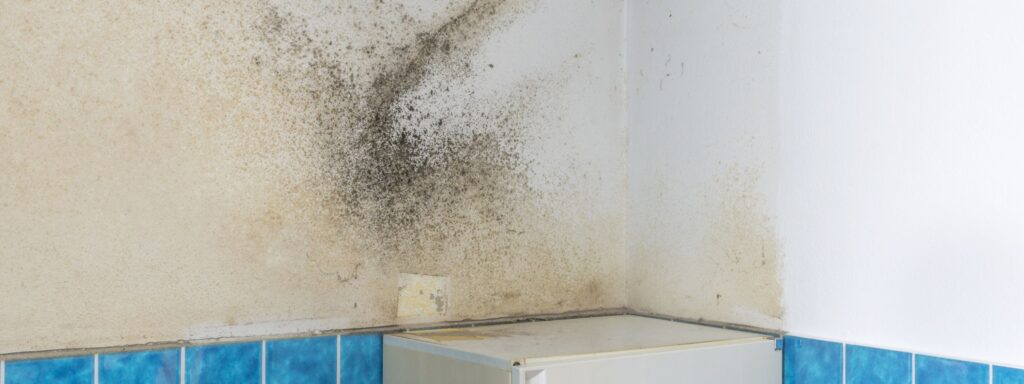 the hidden mold problem